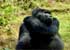 Where to stay in Bwindi-Impenetrable-National Park