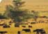 Where to stay in Kidepo-Valley-national-park
