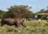 Where to stay in Meru-National-Park