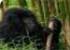 Where to stay in Mgahinga-Gorilla-National-Park