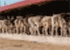 Where to stay in Donkey Sanctuary