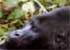 Where to stay and sightseeing in Kahuzi-Biega, Congo