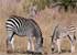 Where to stay and sightseeing in Khwai, Botswana