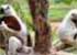 Where to stay and sightseeing in Lemurs, Madagascar