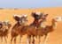 Where to stay and sightseeing in , Senegal