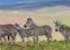 Where to stay and sightseeing in Nyika, Malawi