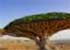 Where to stay and sightseeing in Socotra, Yemen
