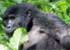 Where to stay and sightseeing in Volcanoes-National-Park, Rwanda